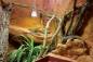 Preview: Captive Habitats - Building, furnishing and maintaining